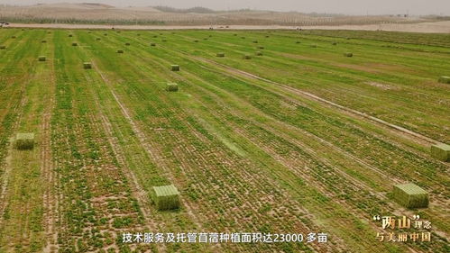 塔克拉玛干边缘种出万亩“致富草”
