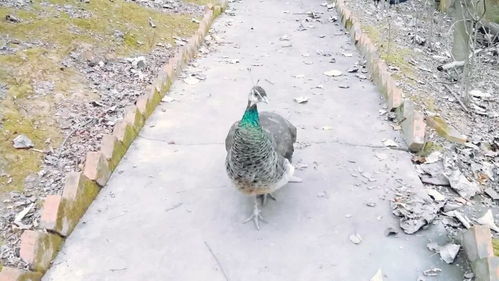 宝鸡到陇县汽车多少钱 宝鸡到陇县汽车多少钱