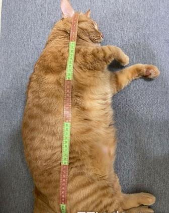 “胖猫”妈妈回应90多吨食物被浪费 “胖猫”妈妈回应90多吨食物被浪费