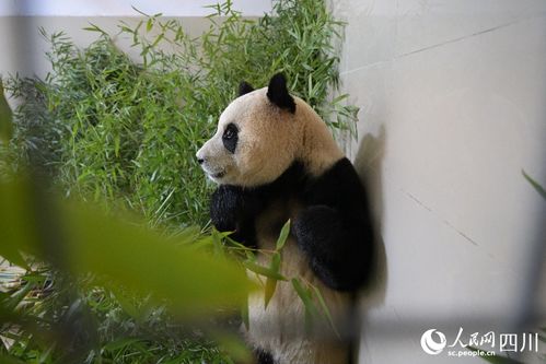 大熊猫福宝恢复展出 大熊猫福宝恢复展出