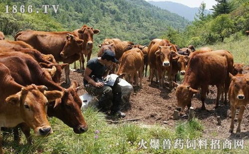 男子出租屋养牛:提醒自己要上进