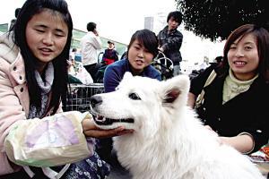 汽车托运狗狗多少钱 汽车托运狗狗多少钱