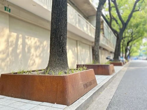 河北惊现“方树”绿化树剪成正方体 河北惊现“方树”绿化树剪成正方体