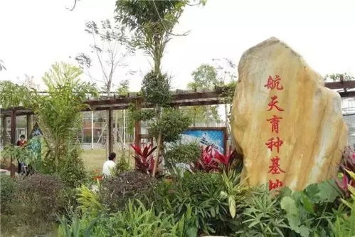 河北惊现“方树”绿化树剪成正方体 河北惊现“方树”绿化树剪成正方体