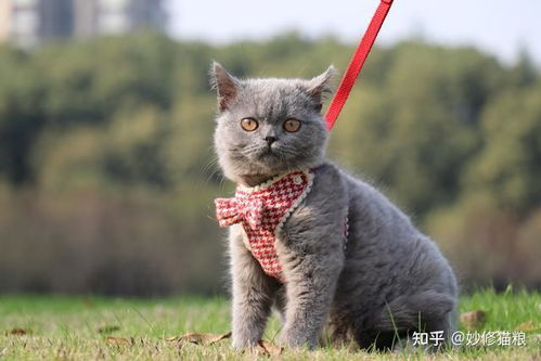 蓝猫被砍断四肢高坠 当地回应 蓝猫被砍断四肢高坠 当地回应