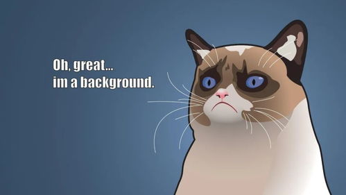 网红小猫悟空疑因中毒去世 网红小猫悟空疑因中毒去世