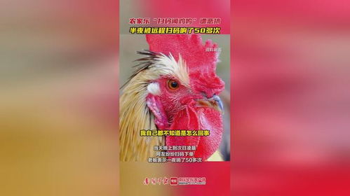 农家乐“扫码闻鸡鸣”遭跟风恶搞 农家乐“扫码闻鸡鸣”遭跟风恶搞