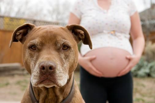 孕妇被狗咬 主人称狗咬的让狗道歉 孕妇被狗咬 主人称狗咬的让狗道歉