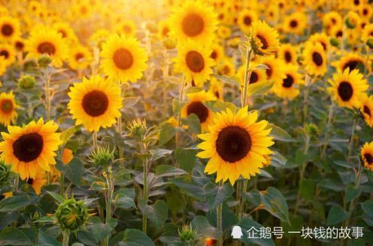 人类的本质是向日葵 人类的本质是向日葵