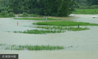 广西一地持续暴雨:稻田成河(广西持续暴雨,稻田成河的自然现象与背后的挑战) 广西一地持续暴雨:稻田成河(广西持续暴雨,稻田成河的自然现象与背后的挑战)