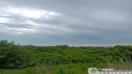 广西一地持续暴雨:稻田成河(广西持续暴雨,稻田成河的自然现象与背后的挑战) 广西一地持续暴雨:稻田成河(广西持续暴雨,稻田成河的自然现象与背后的挑战)