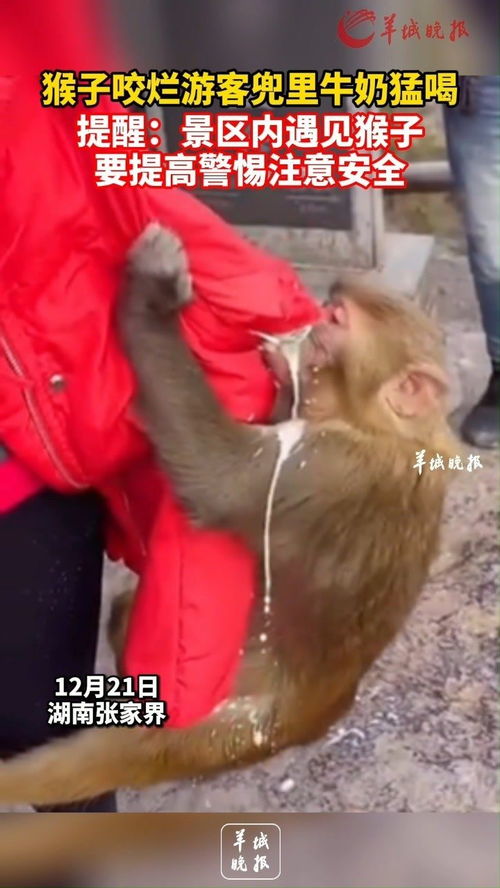 起猛了 皮筋猴男团真出道了(起猛了!皮筋猴男团真出道了) 起猛了 皮筋猴男团真出道了(起猛了!皮筋猴男团真出道了)