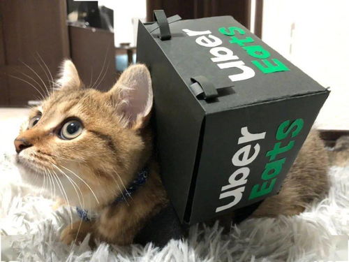 一辆汽车能装多少只猫咪(一辆汽车能装多少只猫咪,探索人与宠物的温馨故事) 一辆汽车能装多少只猫咪(一辆汽车能装多少只猫咪,探索人与宠物的温馨故事)