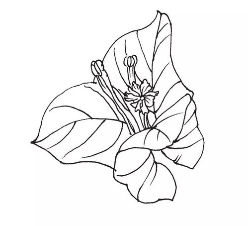 华为电脑怎么画花朵图案(华为电脑绘画教程,如何绘制花朵图案) 华为电脑怎么画花朵图案(华为电脑绘画教程,如何绘制花朵图案)