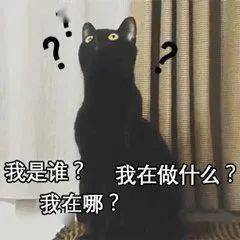 虐猫考生上岸失败系道德品行等问题(道德之锚,虐猫考生上岸失败背后的反思) 虐猫考生上岸失败系道德品行等问题(道德之锚,虐猫考生上岸失败背后的反思)