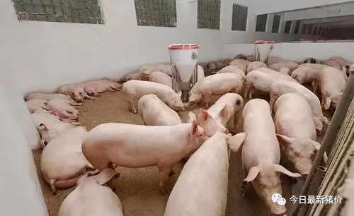 华为电脑充电线怎么绑(华为电脑充电线的绑定与整理技巧) 华为电脑充电线怎么绑(华为电脑充电线的绑定与整理技巧)