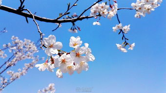 华为手机樱花怎么拍