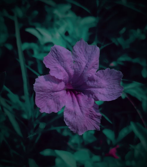 华为手机怎么拍摄花草 华为手机怎么拍摄花草