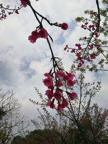 樱花怎么拍照华为手机