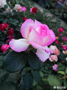 华为手机怎么拍花花 华为手机怎么拍花花