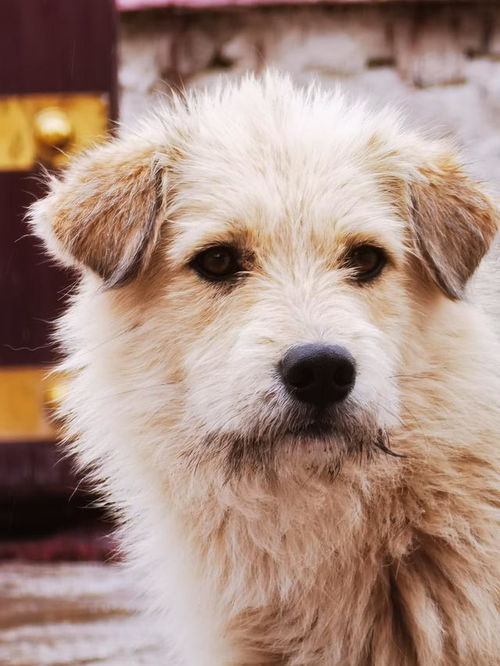 华为手机怎么拍狗狗 华为手机怎么拍狗狗