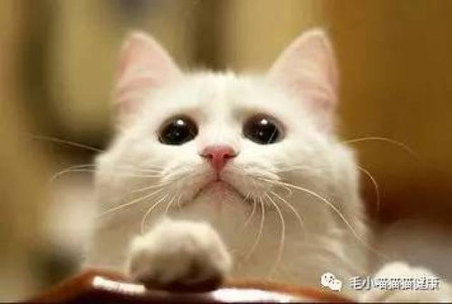 猫咪在那里游戏日本攻略 VS 作画游戏攻略 猫咪在那里游戏日本攻略 VS 作画游戏攻略