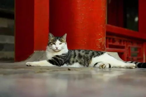 猫咪在那里游戏日本攻略 VS 欧美游戏接管攻略 猫咪在那里游戏日本攻略 VS 欧美游戏接管攻略