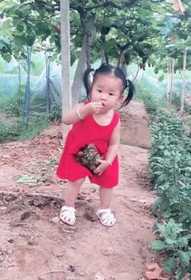 小女孩偷摘未成熟葡萄酸到五官扭曲 小女孩偷摘未成熟葡萄酸到五官扭曲