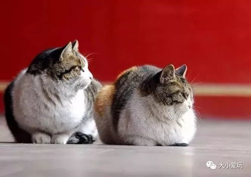猫咪在那里游戏日本攻略 VS 宫中攻略游戏 猫咪在那里游戏日本攻略 VS 宫中攻略游戏