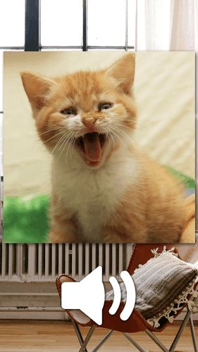 搞怪小猫游戏攻略 VS 头条小游戏新闻大全攻略 搞怪小猫游戏攻略 VS 头条小游戏新闻大全攻略