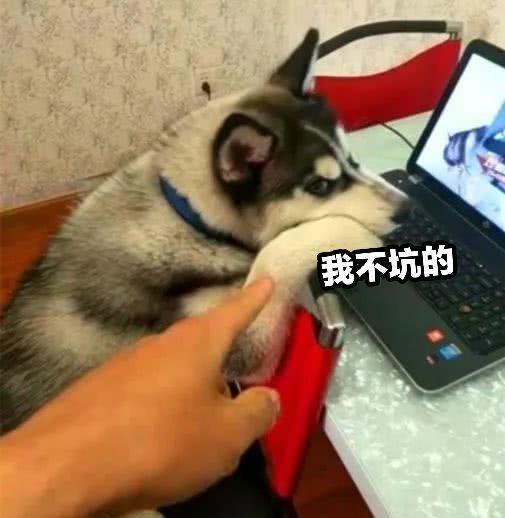 抖音游戏加油游戏攻略 VS 哈士奇回家游戏攻略 抖音游戏加油游戏攻略 VS 哈士奇回家游戏攻略