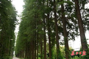 近30年树龄水杉被剃成“电线杆”