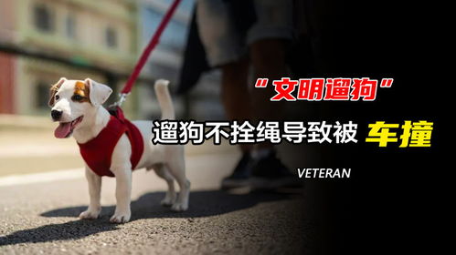 大爷爱犬去世后为陌生女子遛狗12年 大爷爱犬去世后为陌生女子遛狗12年