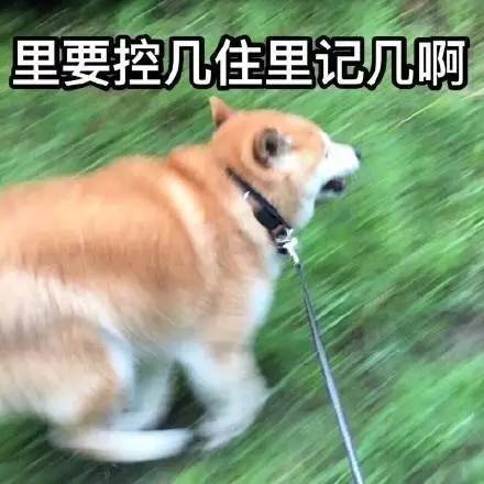 暴雨来临前狗狗主动给玉米盖防水布 暴雨来临前狗狗主动给玉米盖防水布