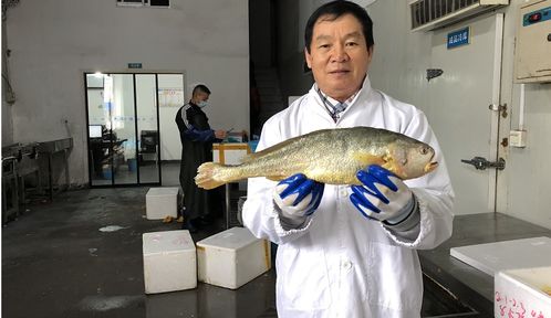 60万斤温州大黄鱼扛过台风巴威 60万斤温州大黄鱼扛过台风巴威