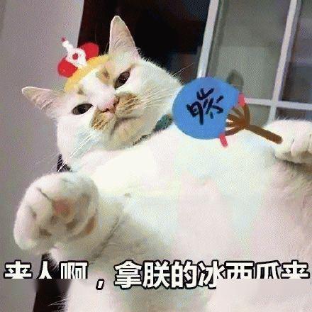 盒马猫咪抱冬瓜宣传图被吐槽照骗 盒马猫咪抱冬瓜宣传图被吐槽照骗
