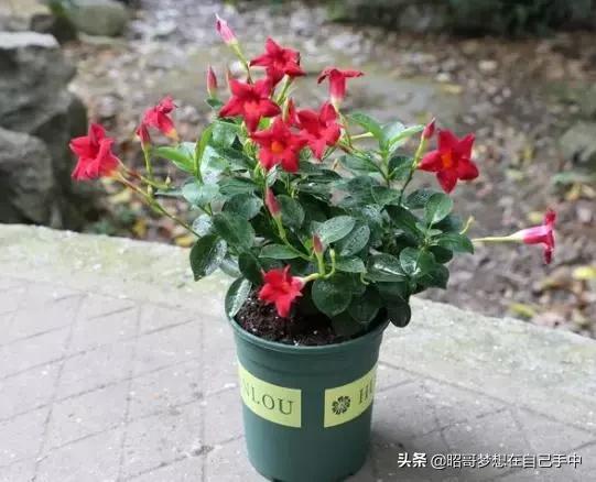破冰游戏室内游戏攻略图 VS 动物之心游戏攻略 破冰游戏室内游戏攻略图 VS 动物之心游戏攻略