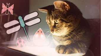 沙雕猫自驾游攻略游戏 VS 暗黑游戏攻略网站 沙雕猫自驾游攻略游戏 VS 暗黑游戏攻略网站